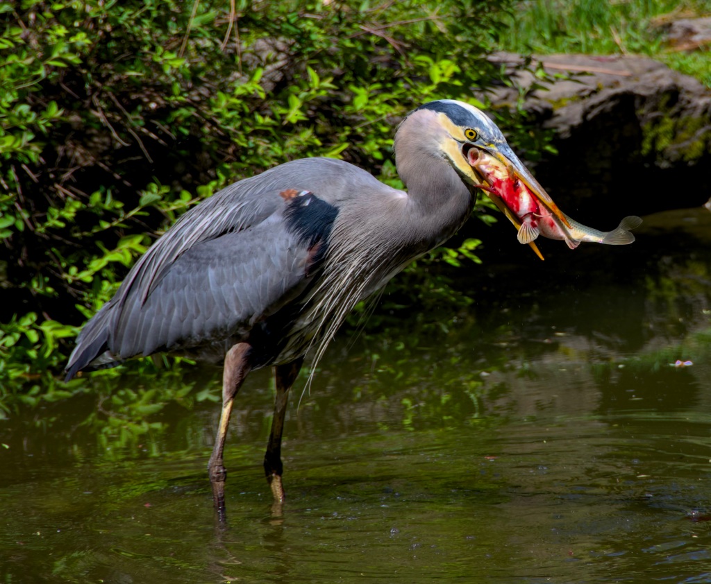 Heron with his catch